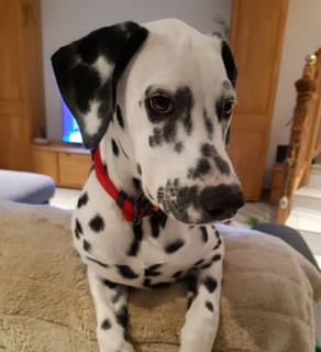 Kundin Carla mit Prada