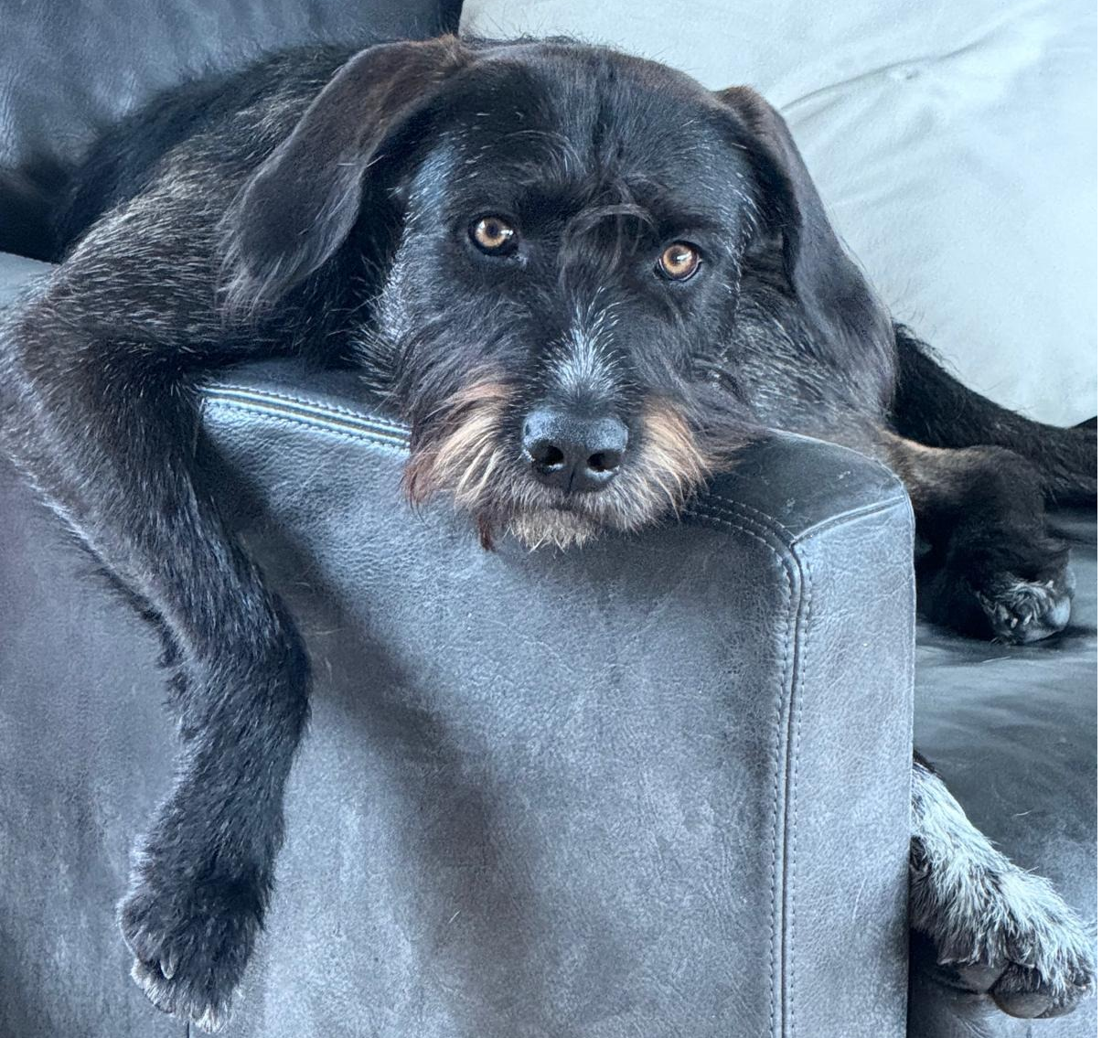 Kundin Sarah mit Baloo